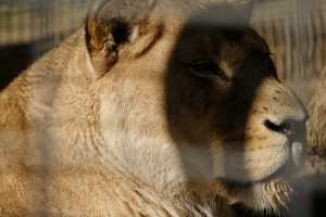 LIONESS-01